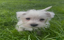 West Highland Terrier dogs for sale: West Highland Terrier pups Dad show bloodlines - Image 4