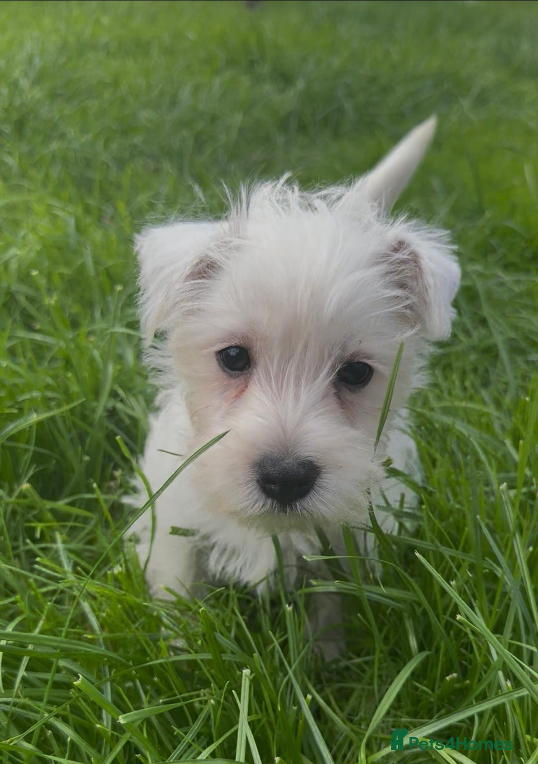 West Highland Terrier dogs for sale: West Highland Terrier pups Dad show bloodlines - Image 4