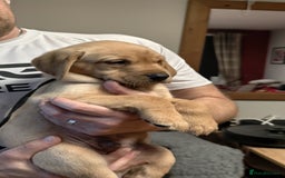 Labrador Retriever dogs for sale: Labrador Love Nuggets - 7 left - Image 12