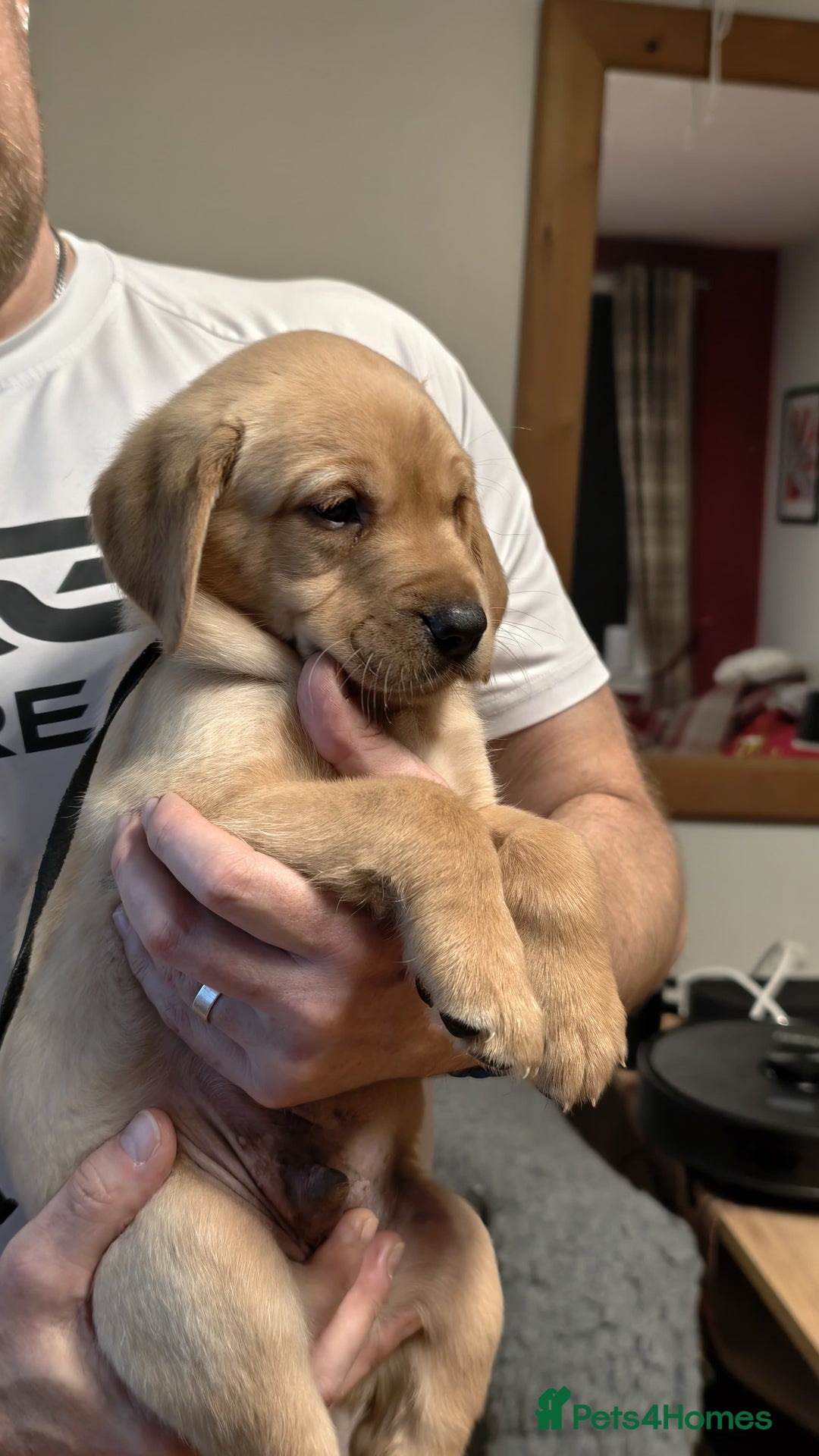 Labrador Retriever dogs for sale: Labrador Love Nuggets - 7 left - Image 12