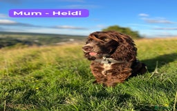 Cocker Spaniel dogs for sale: 3 KC Registered Show Cocker Spaniel Puppies  - Image 4