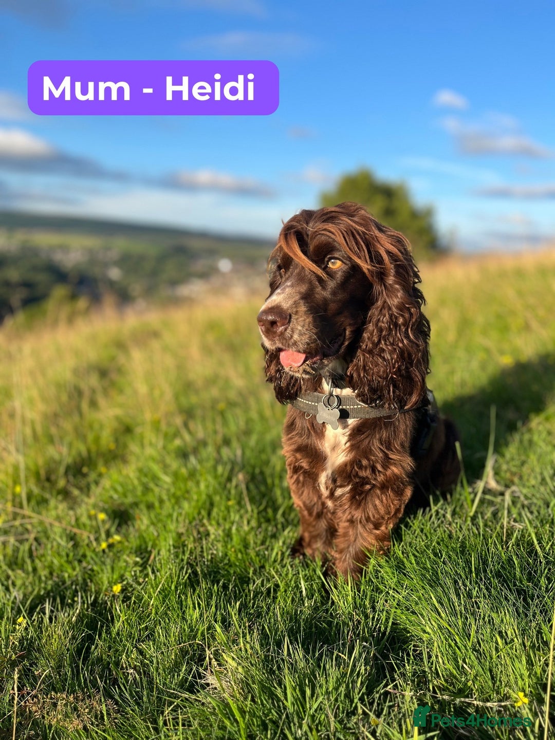 Cocker Spaniel dogs for sale: 3 KC Registered Show Cocker Spaniel Puppies  - Image 4