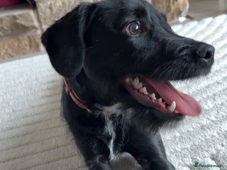 Patterdale Terrier dogs for sale: 6 month old patterdale - Advert 1