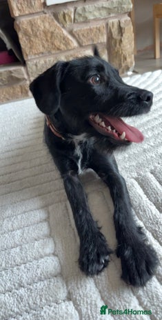 Patterdale Terrier dogs 6 month old patterdale - Advert 1