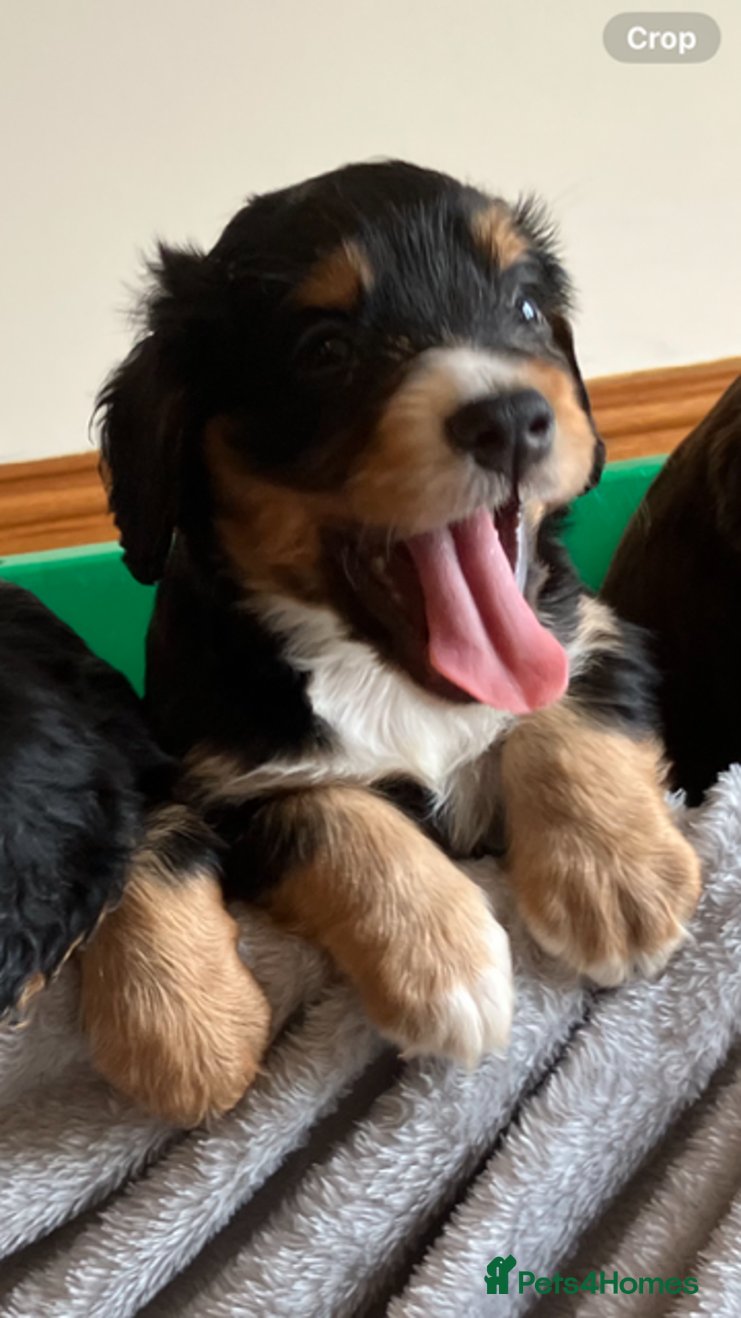 Cocker Spaniel dogs for sale: Outstanding Cocker Spaniel  - Image 7