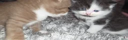 Munchkin cats for sale: Munchkin kittens - Advert 8