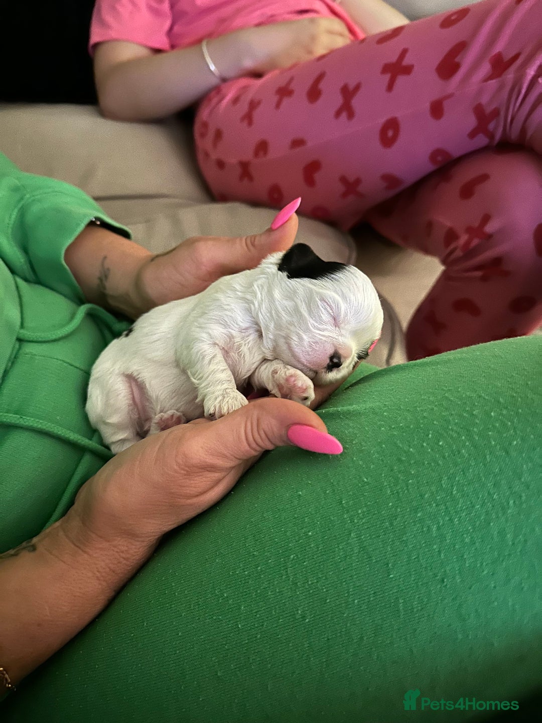 Shih Tzu dogs for sale: 5 Beautiful shihtzu  puppies for sale 2xM 3xF - Image 20