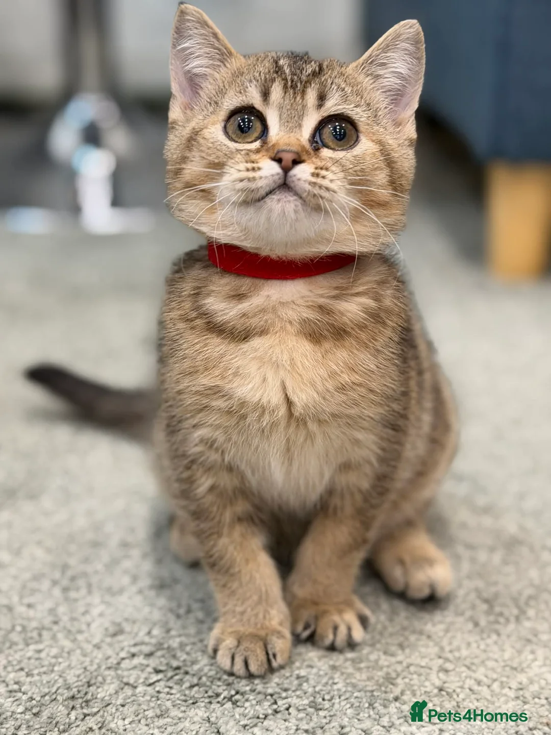 British Shorthair cats for sale: ⭐️1 LEFT Stunning BSH kittens GCCF registered ⭐️ - Advert 1