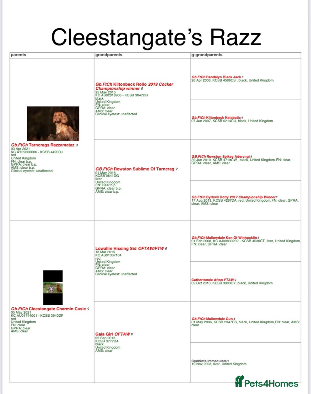 Cocker Spaniel dogs for stud: FTCH x FTCH KC Cocker Spaniel Stud - Advert 4