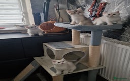 British Shorthair cats for sale: British shorthair kittens  - Image 10