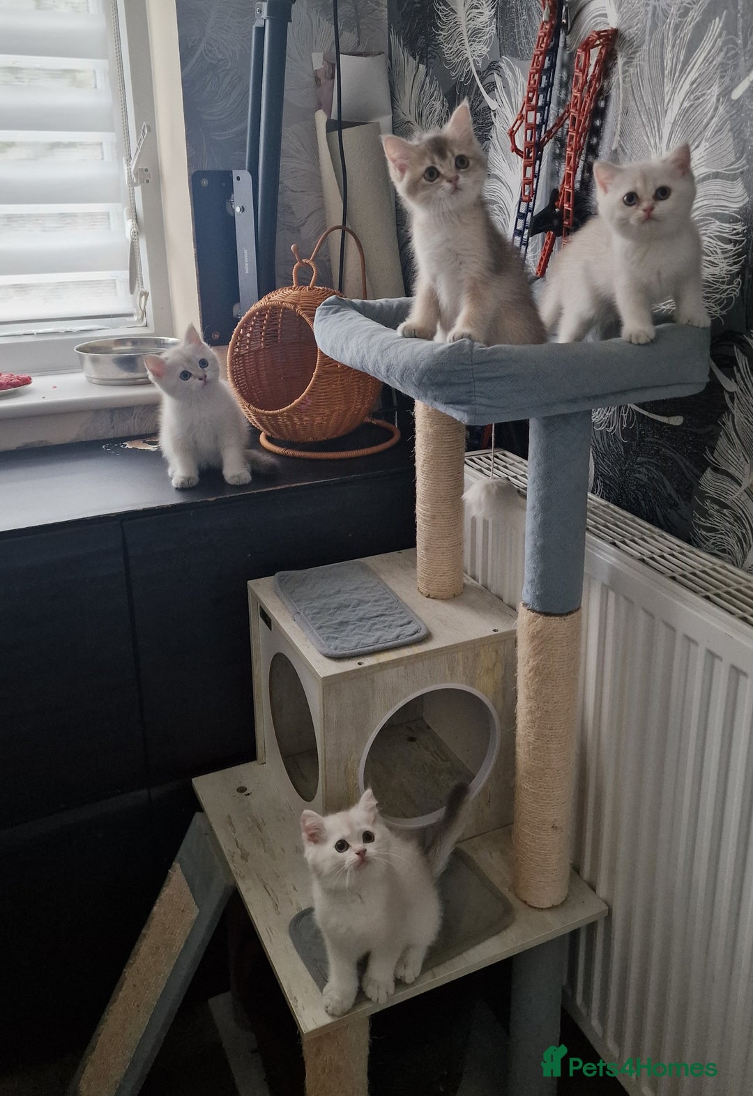 British Shorthair cats for sale: British shorthair kittens  - Image 10