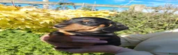 Miniature Dachshund dogs for sale: perfect true to type miniature Dachshund puppies   in Thirsk - Advert 6