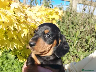 Miniature Dachshund dogs perfect true to type miniature Dachshund puppies - Advert 1