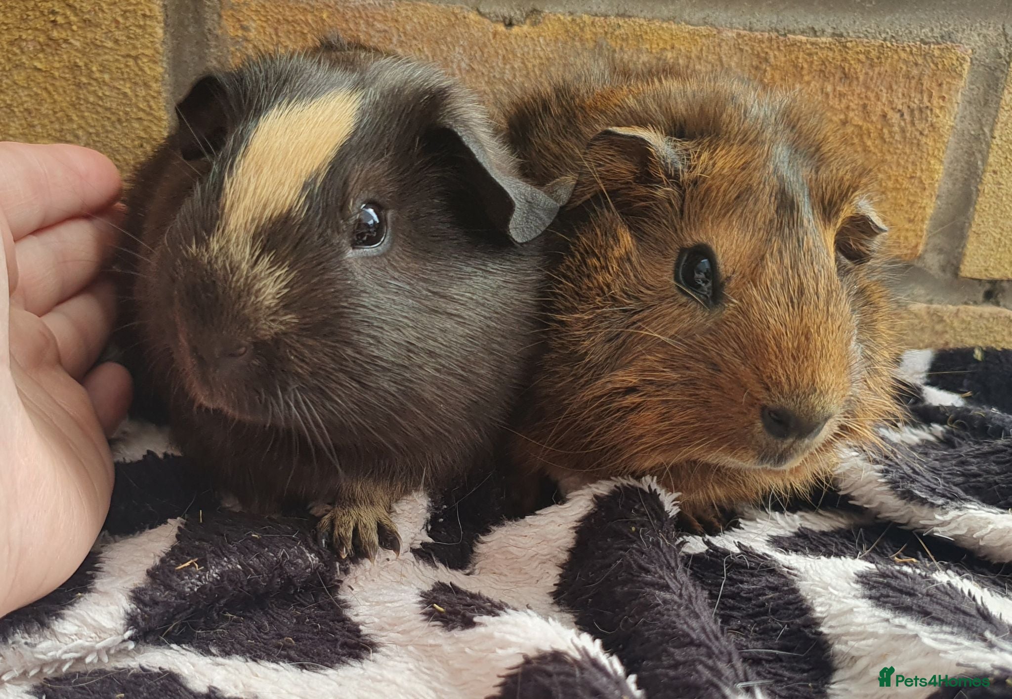 Guinea Pig rodents Beautiful guinea pigs - Advert 1