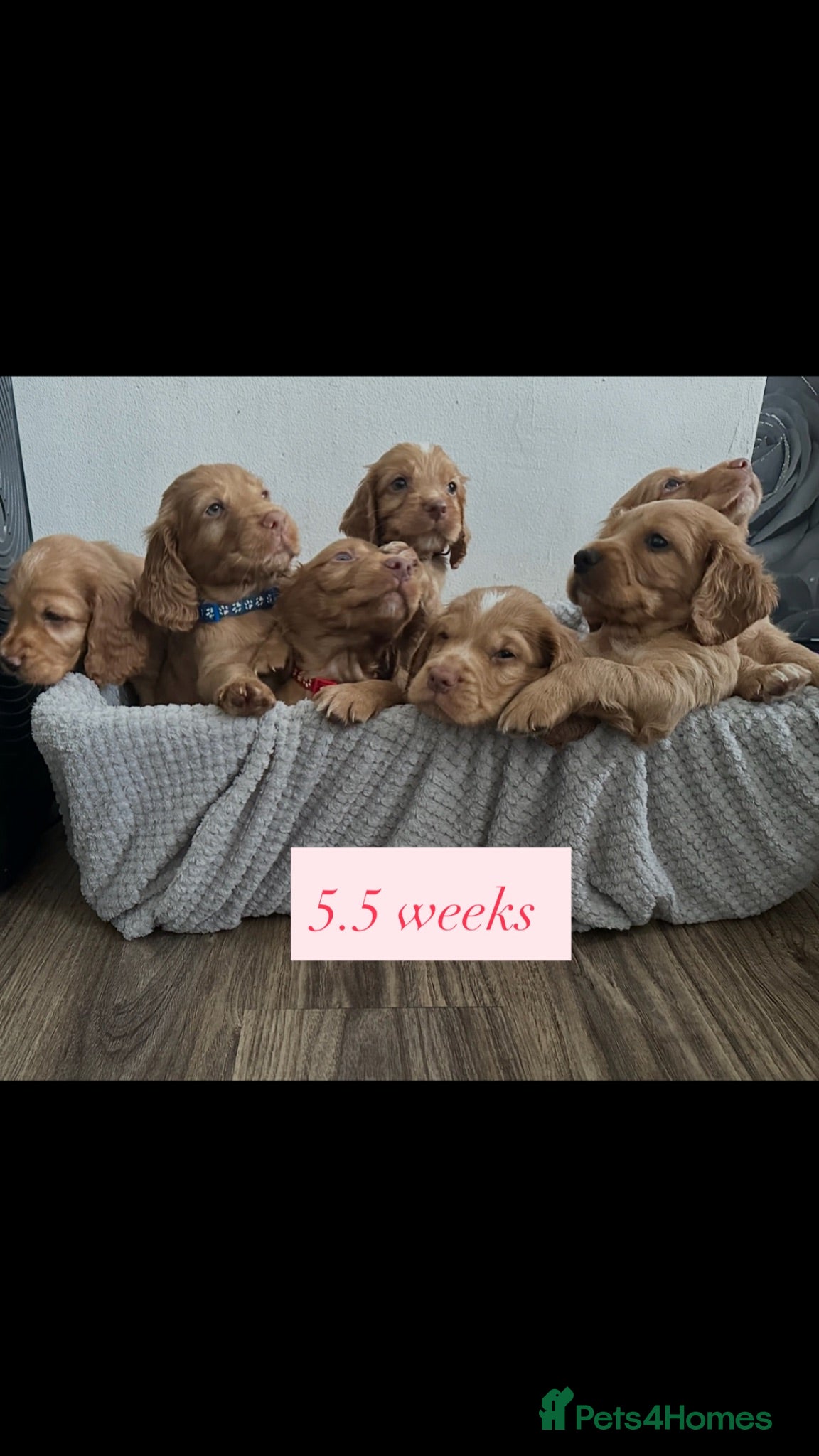 Cocker Spaniel dogs Beautiful top class red cockers  - Advert 1