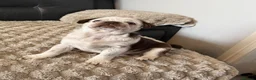 Pug dogs for sale: Kc pug puppies from a 5 star licensed breeder  - Advert 6