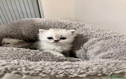 Persian cats for sale: 3 Pure bred male Persian kittens for sale  - Image 7