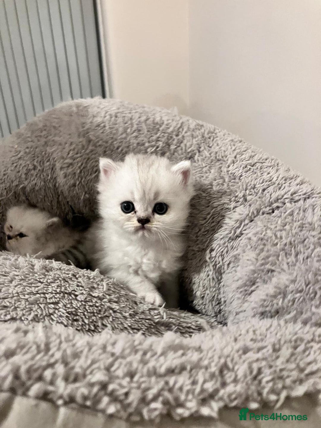 Persian cats for sale: 3 Pure bred male Persian kittens for sale  - Image 7