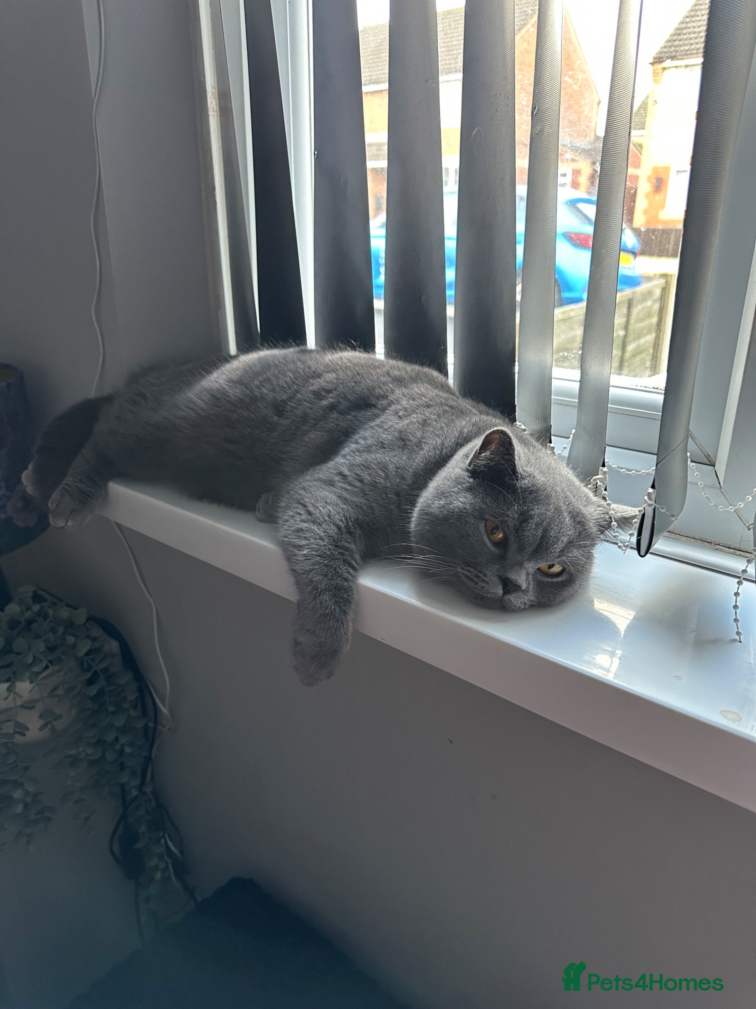 Maine Coon cats 1 purebreed British shorthair  - Advert 17