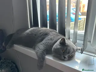 Maine Coon cats 1 purebreed British shorthair - Advert 17