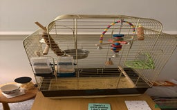 Budgerigars birds for sale: Recessive Pied Budgie Male - Image 1