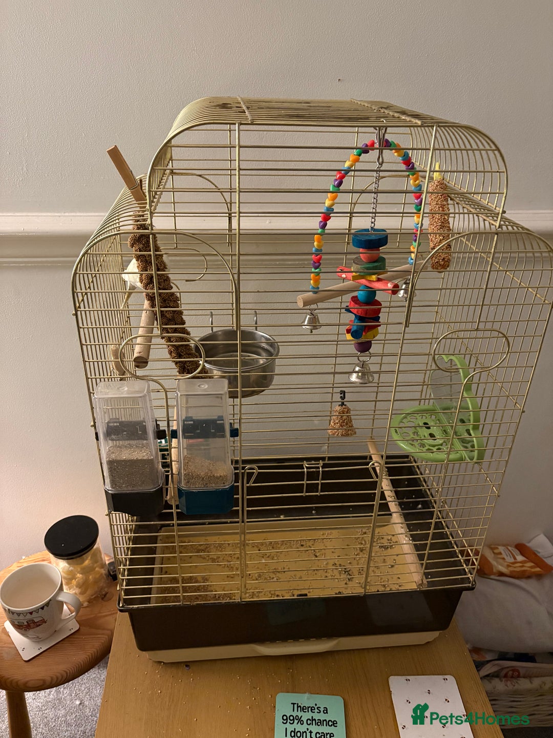 Budgerigars birds for sale: Recessive Pied Budgie Male - Image 1