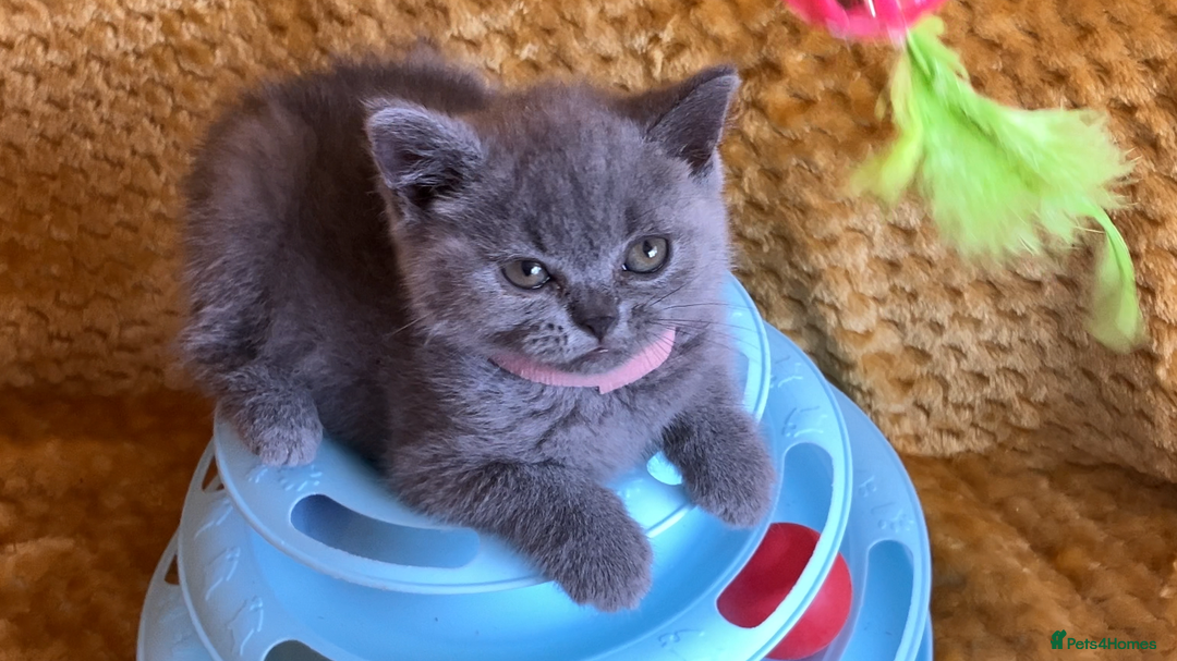 British Shorthair cats for sale: GCCF registered ChampionBloodline 5GENpedigree BSH - Image 7