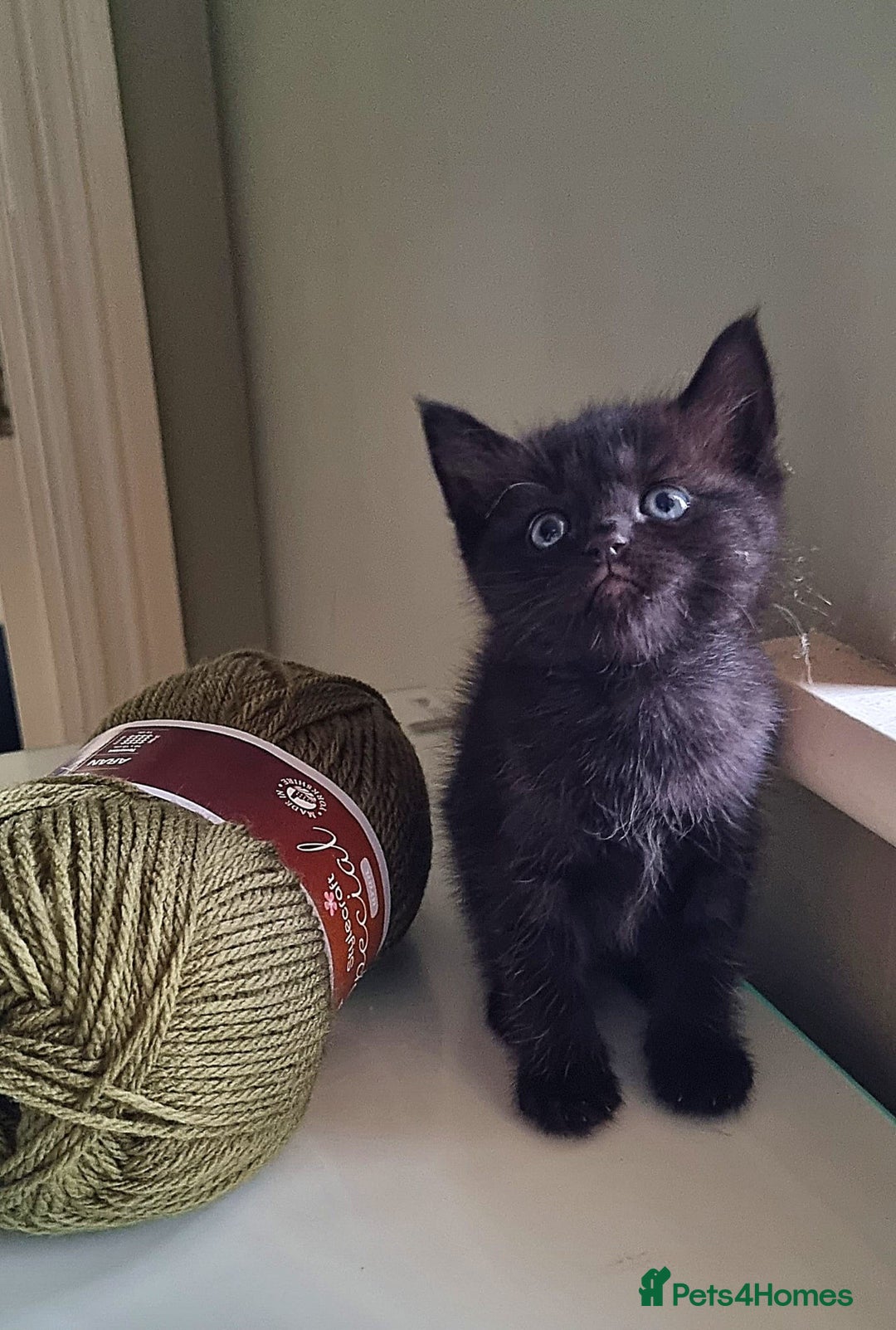 Ragdoll cats for sale: Gorgeous Ragdoll cross kittens  - Image 4