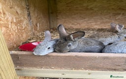 Continental Giant rabbits for sale: Rabbits for sale very nice  - Image 5