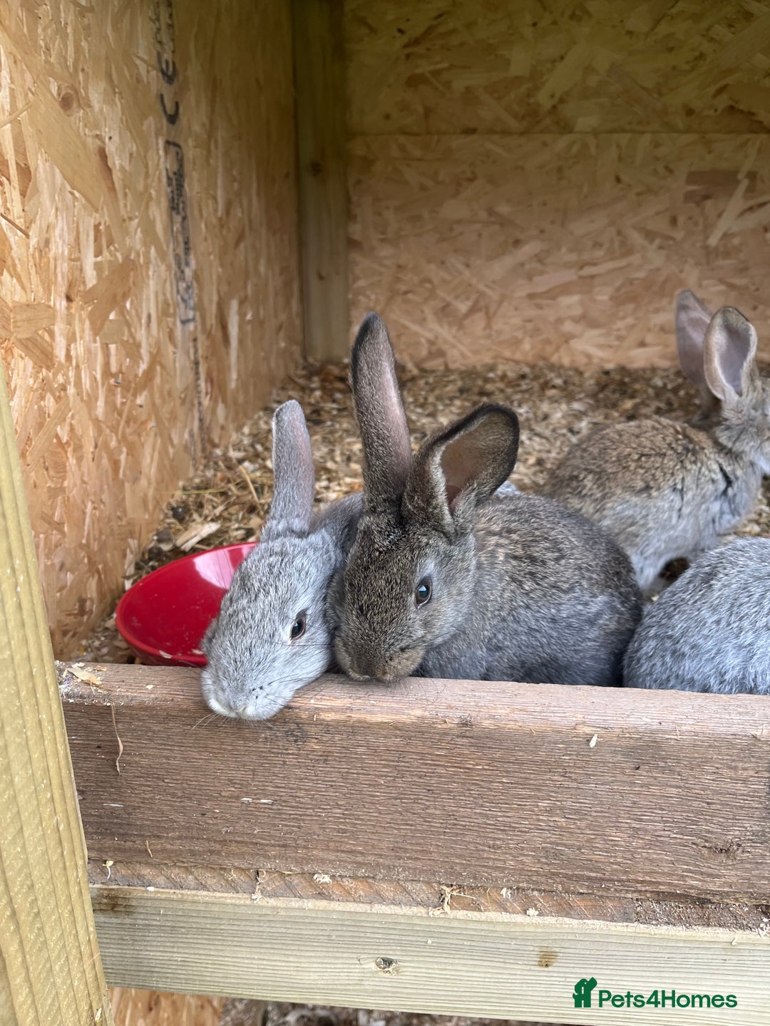 Continental Giant rabbits for sale: Rabbits for sale very nice  - Image 5
