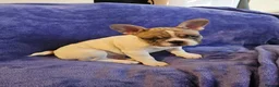 French Bulldog dogs for sale: French Bulldog Puppies – 3 Boys – Blue & Blue-Eyed - Advert 12