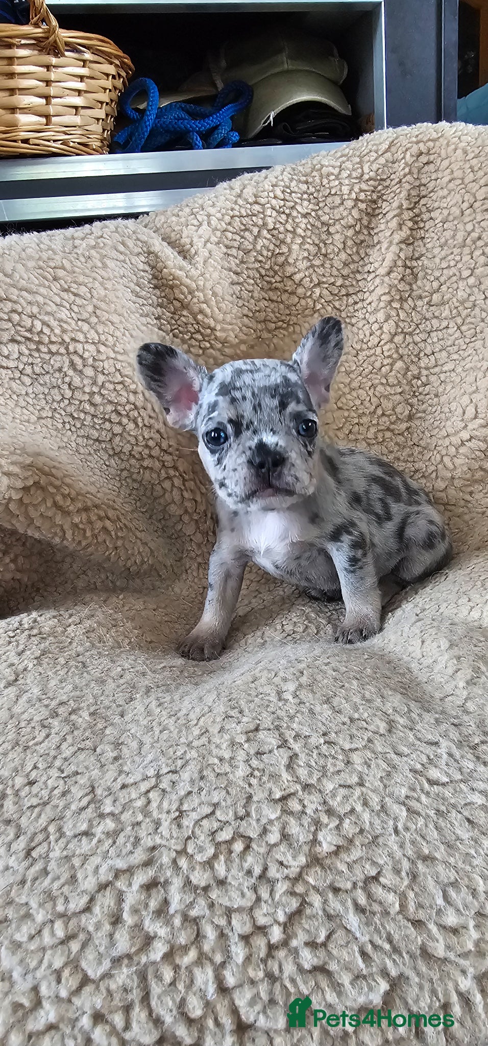 French Bulldog dogs French bulldog puppies  - Advert 18