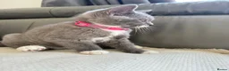 Scottish Fold cats for sale: Champion Line Scottish straight  - Advert 4