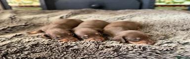 Miniature Dachshund 6