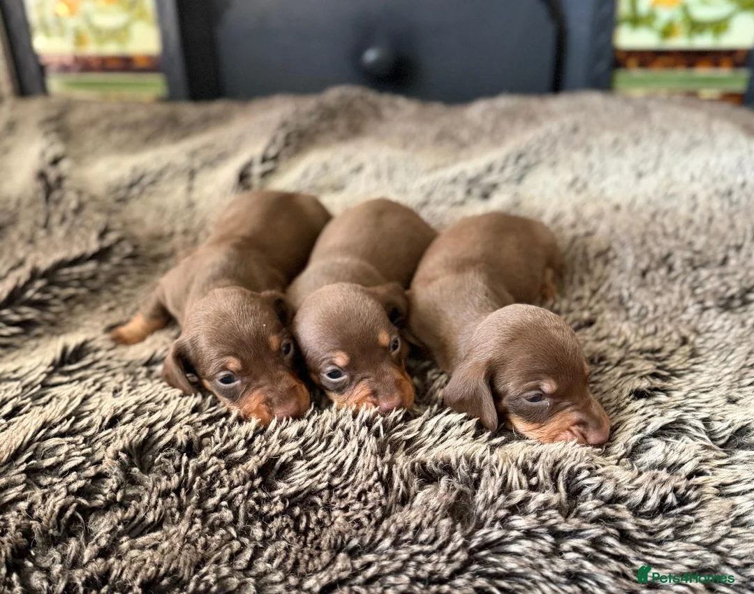 Miniature Dachshund dogs for sale: KC Reg Health Tested Miniature Daschaund  - Advert 15