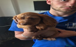 Cocker Spaniel dogs for sale: Ready to leave - Champion bred working cocker pups - Image 17