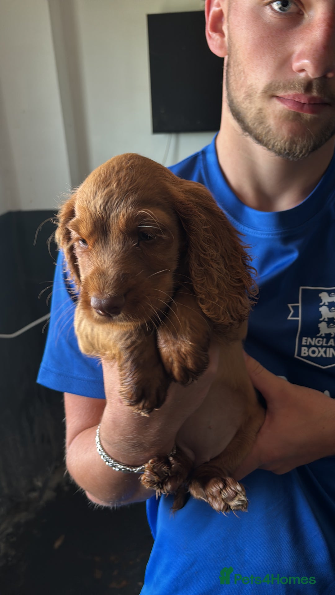 Cocker Spaniel dogs for sale: Ready to leave - Champion bred working cocker pups - Image 17