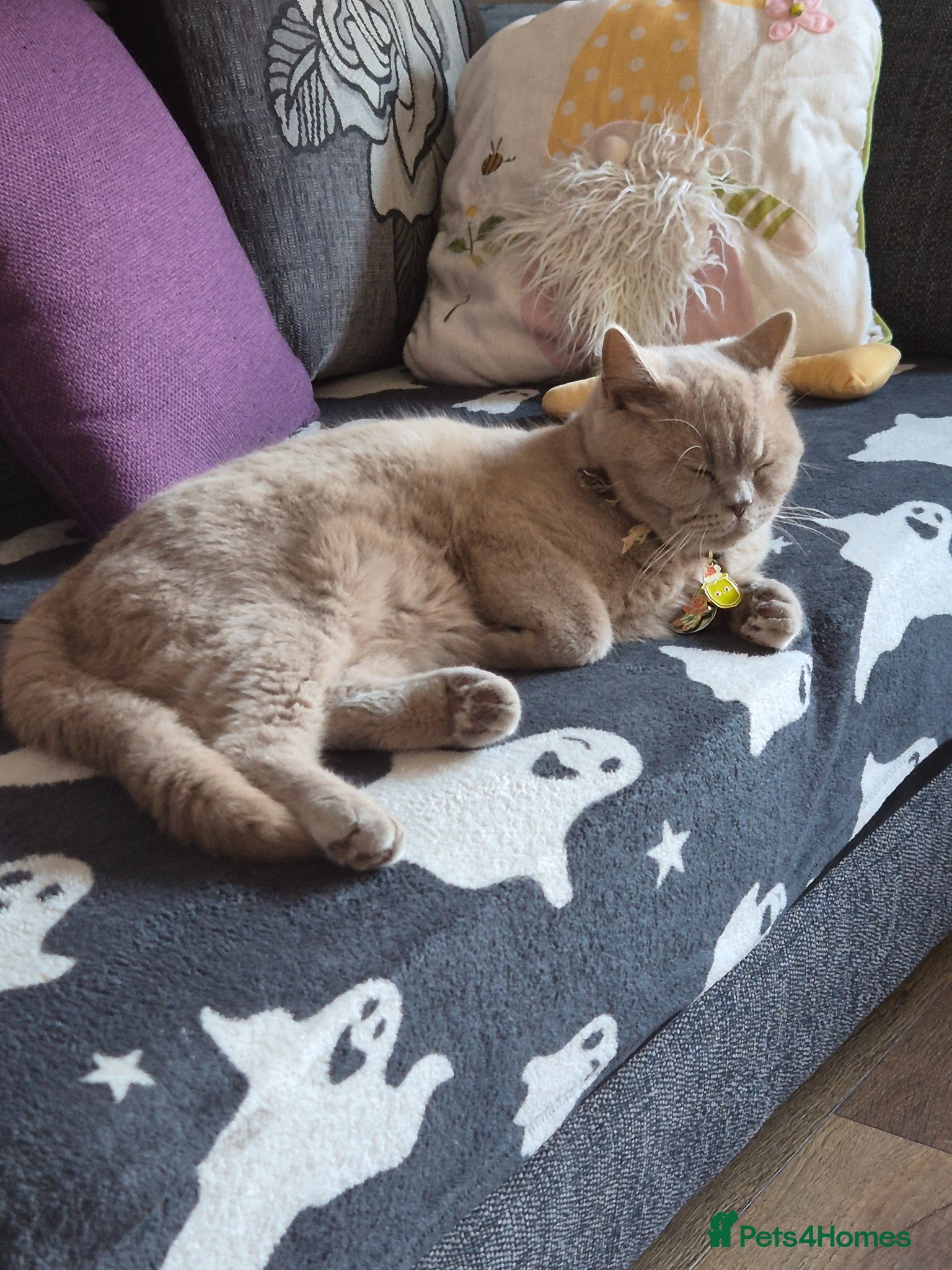 British Shorthair cats British short hair - Advert 1