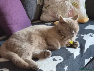 British Shorthair cats British short hair - Advert 2