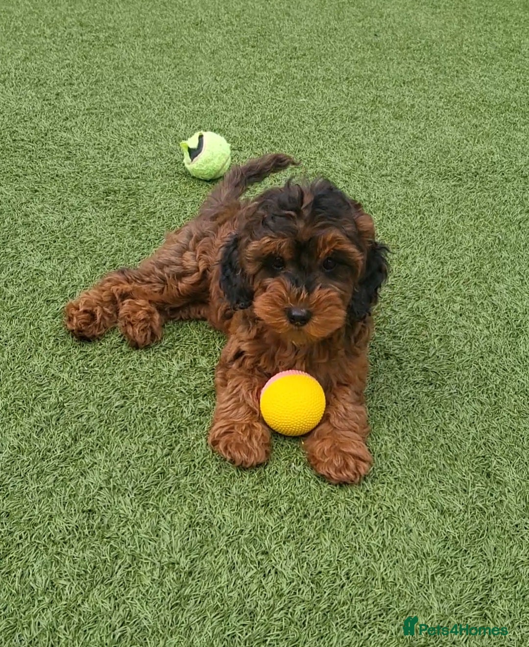 Cockapoo dogs F1b Show cockapoos. (2 girls available)  - Advert 1