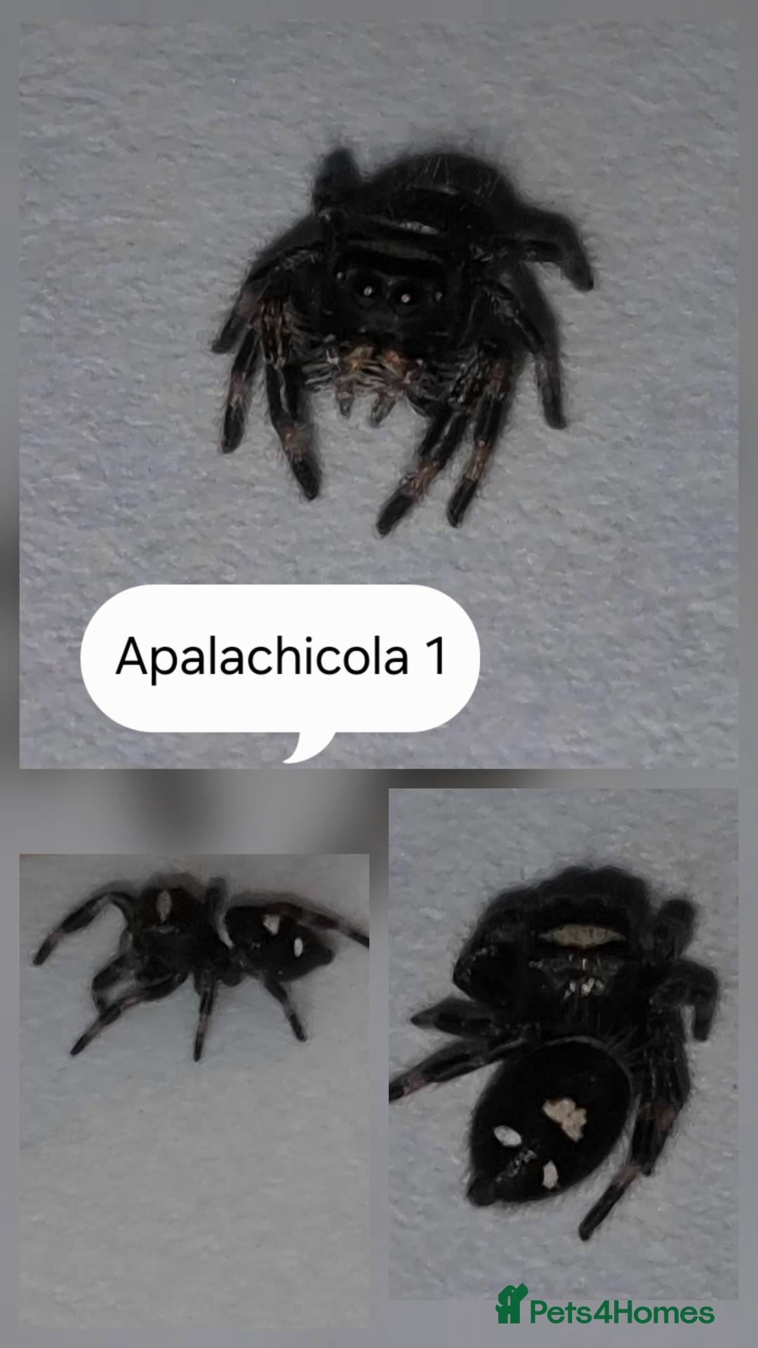 Spiders invertebrates for sale: Apalachicola jumping spiderlings  - Advert 1