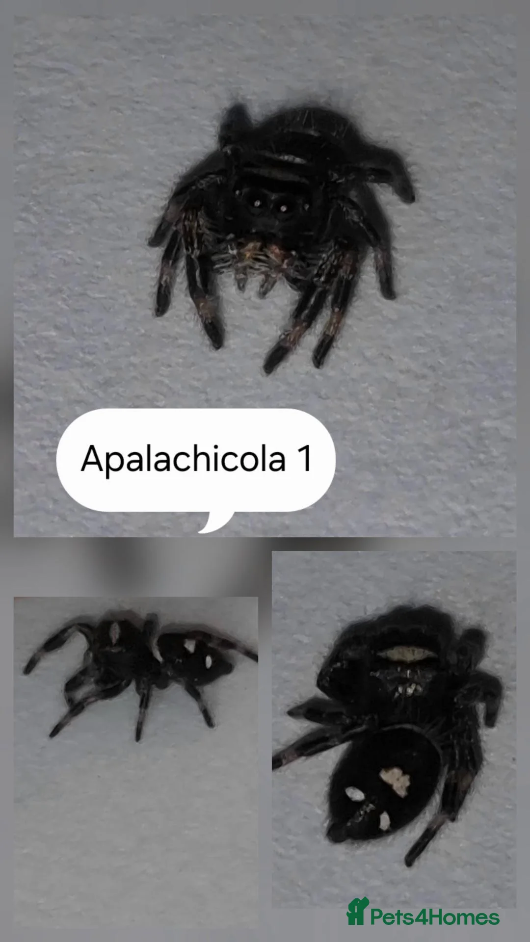 Spiders invertebrates for sale: Apalachicola jumping spiderlings  - Advert 1