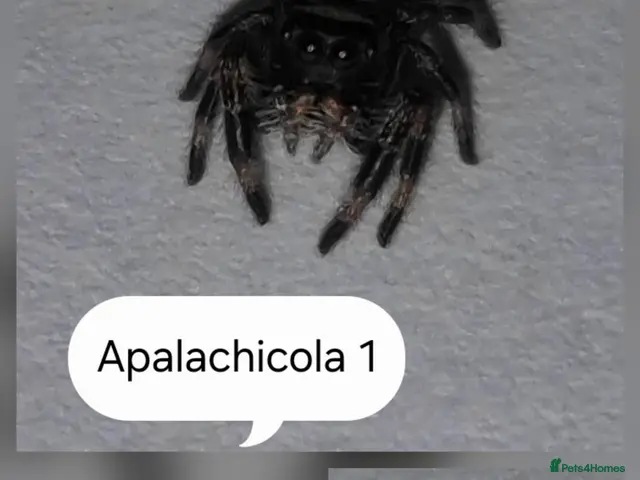 Spiders invertebrates for sale: Apalachicola jumping spiderlings - Advert 1