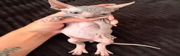 Sphynx cats for sale: Beautiful Sphynx kittens🩵💙🩵 - Advert 1