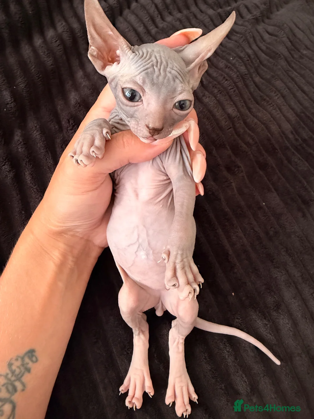 Sphynx cats for sale: Beautiful Sphynx kittens🩵💙🩵 - Advert 1