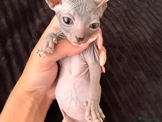 Sphynx cats Beautiful Sphynx kittens🩵💙🩵 - Advert 15