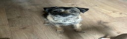 Border Terrier dogs for stud: Stunning KC reg quality stud SLEM CLEAR in Kettering - Advert 2