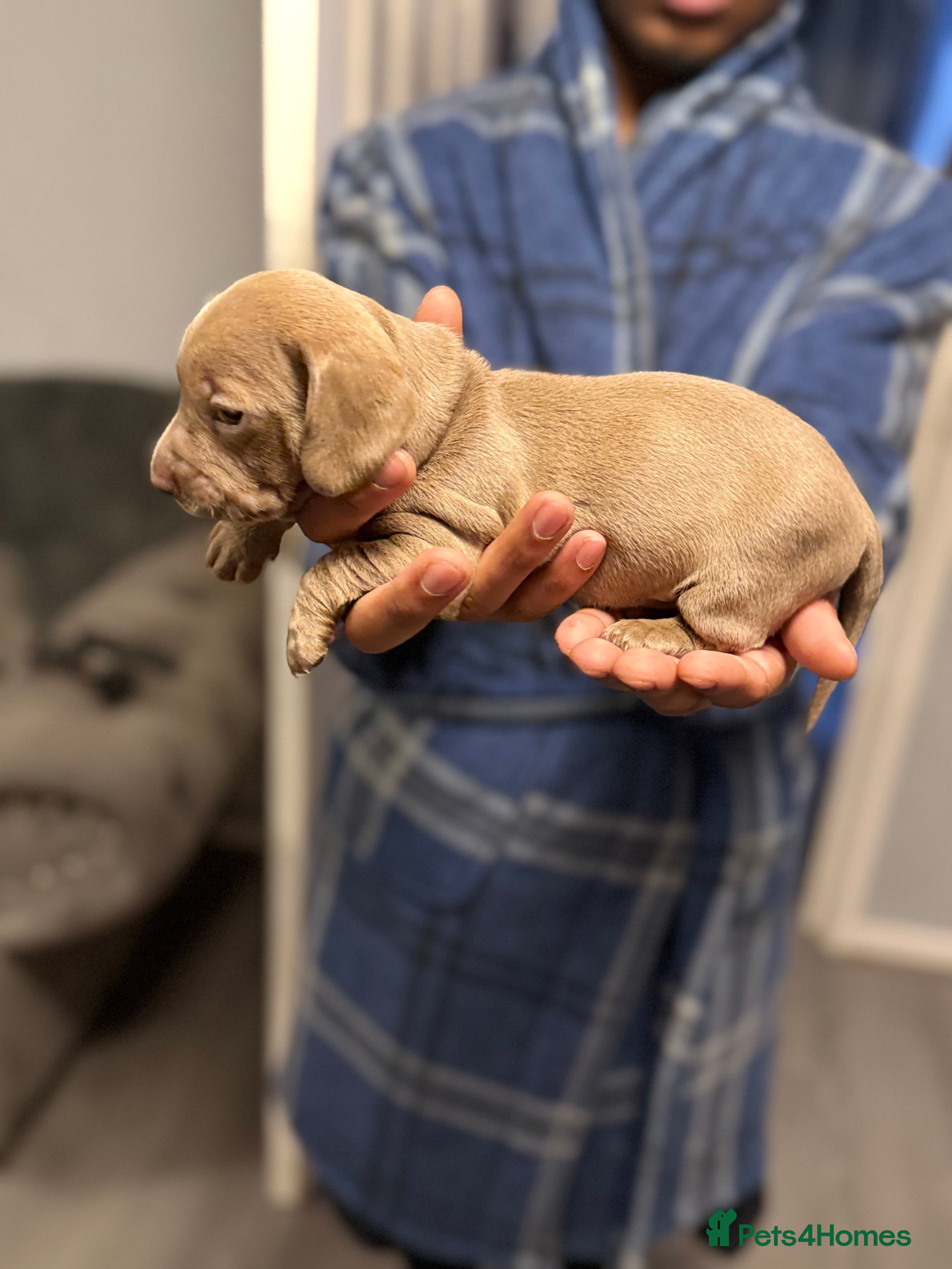 Miniature Dachshund dogs Miniature dachshunds  - Advert 1