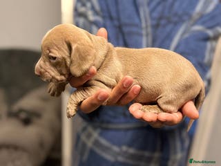 Miniature Dachshund dogs Miniature dachshunds - Advert 3
