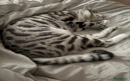 Bengal cats for sale: Bengal cross cat - Image 6